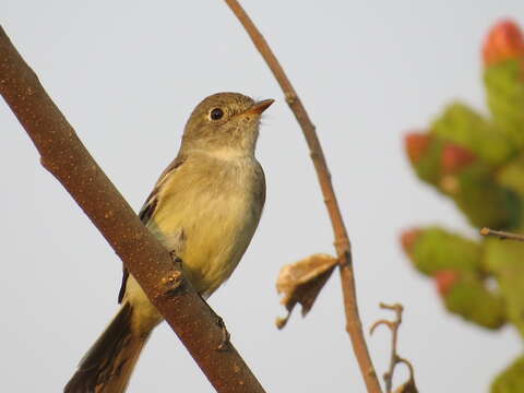 Empidonax minimus (Baird, WM, Baird & SF 1843)的圖片