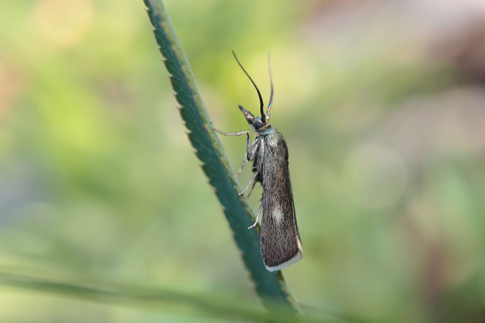 Image of Hypochalcia decorella Hübner