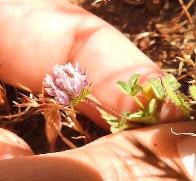 Image of Bearded Clover