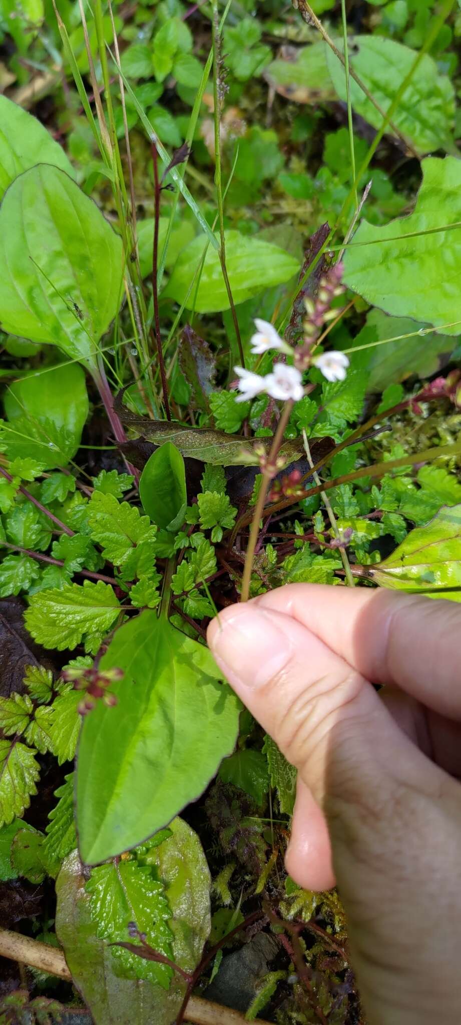 Image of Salvia hayatae Makino ex Hayata