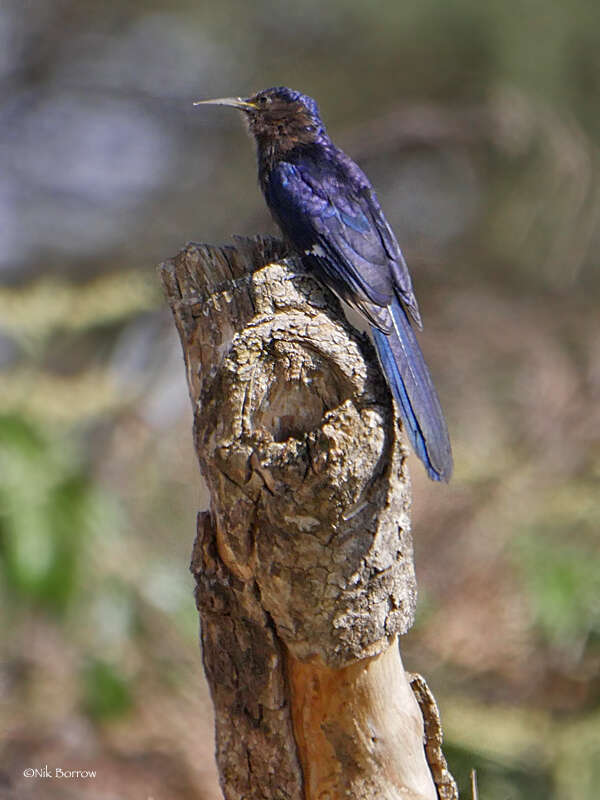 Image of Black Scimitar-bill