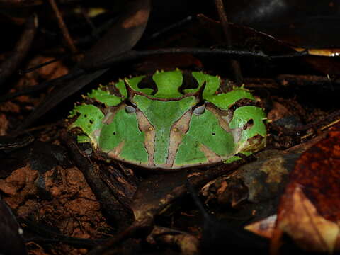 Image de Ceratophrys cornuta (Linnaeus 1758)