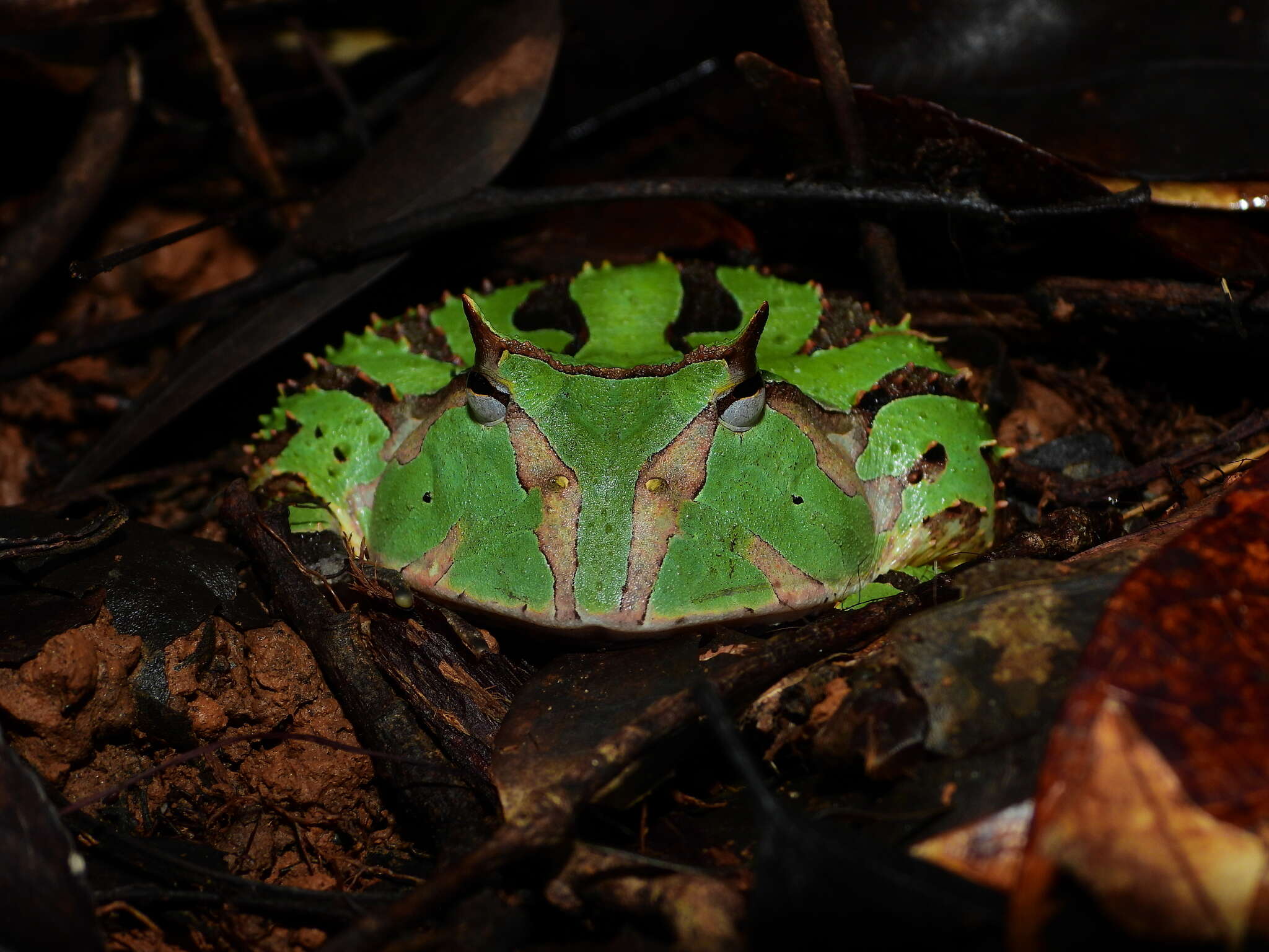 Image of Amazonian Horned Frog