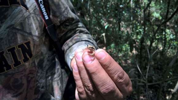 Image of Polymorphic Robber Frog