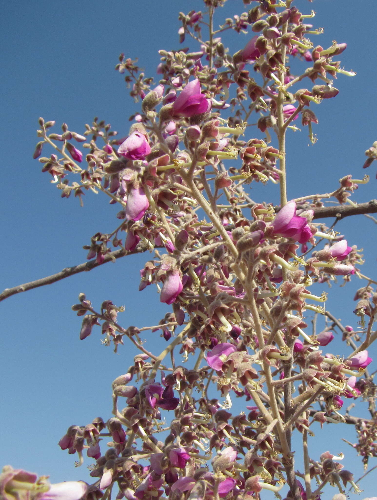 Image of Millettieae