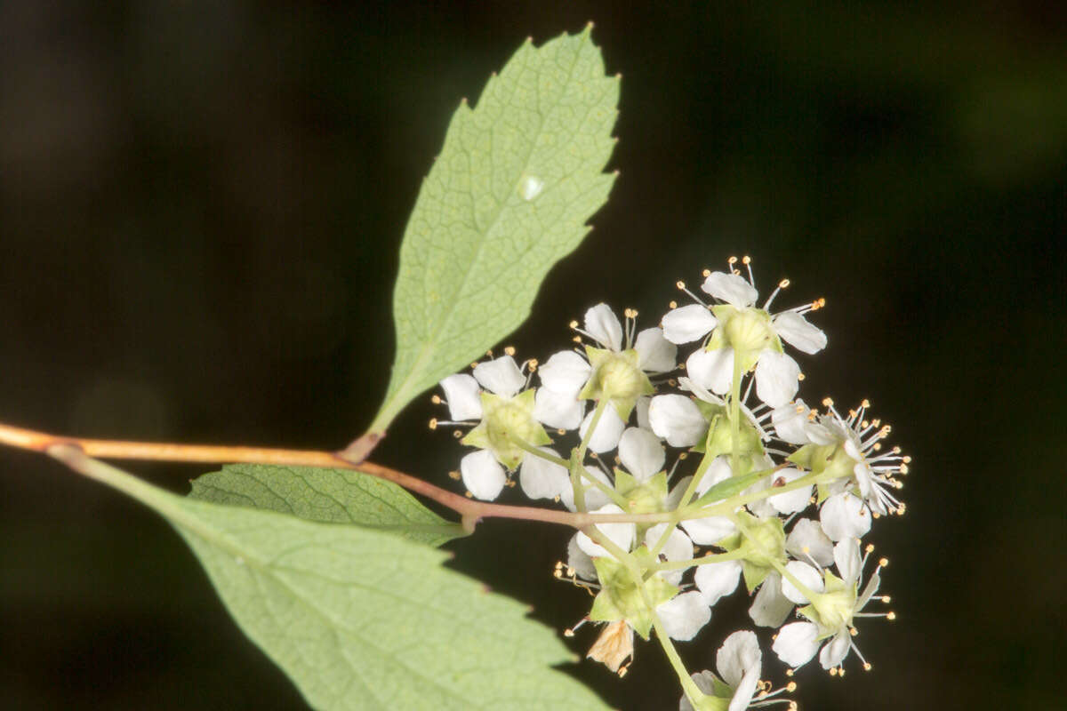 Слика од Spiraea decumbens Koch