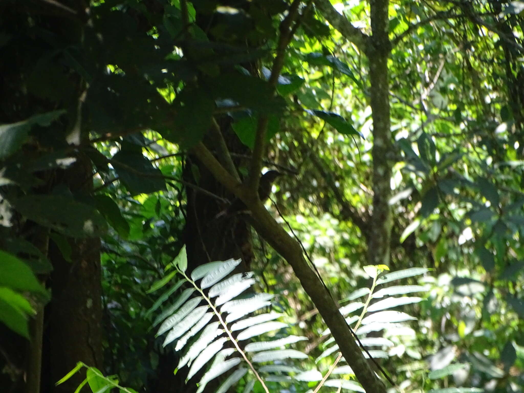 Image of White-throated Robin