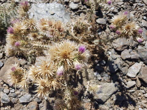 صورة Carduus carlinoides subsp. hispanicus (Kazmi) Franco