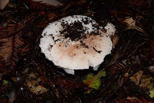 Image of Amanita novinupta Tulloss & J. Lindgr. 1994