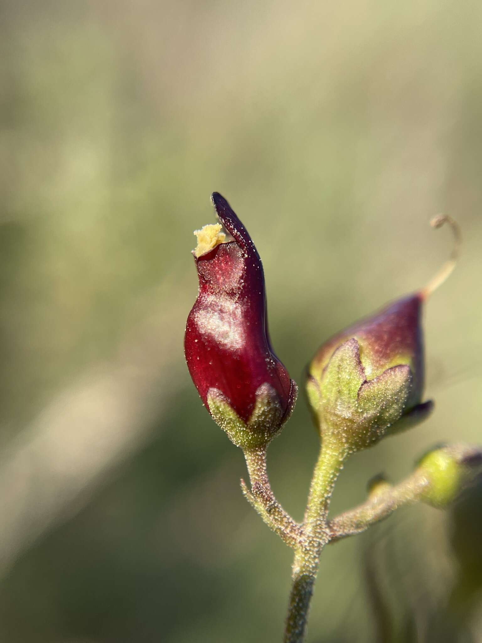 Image of Black-Flower Figwort