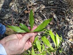 Image of Denhamia celastroides (F. Müll.) L. W. Jessup