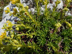 Image of Yellow (Mountain) Saxifrage