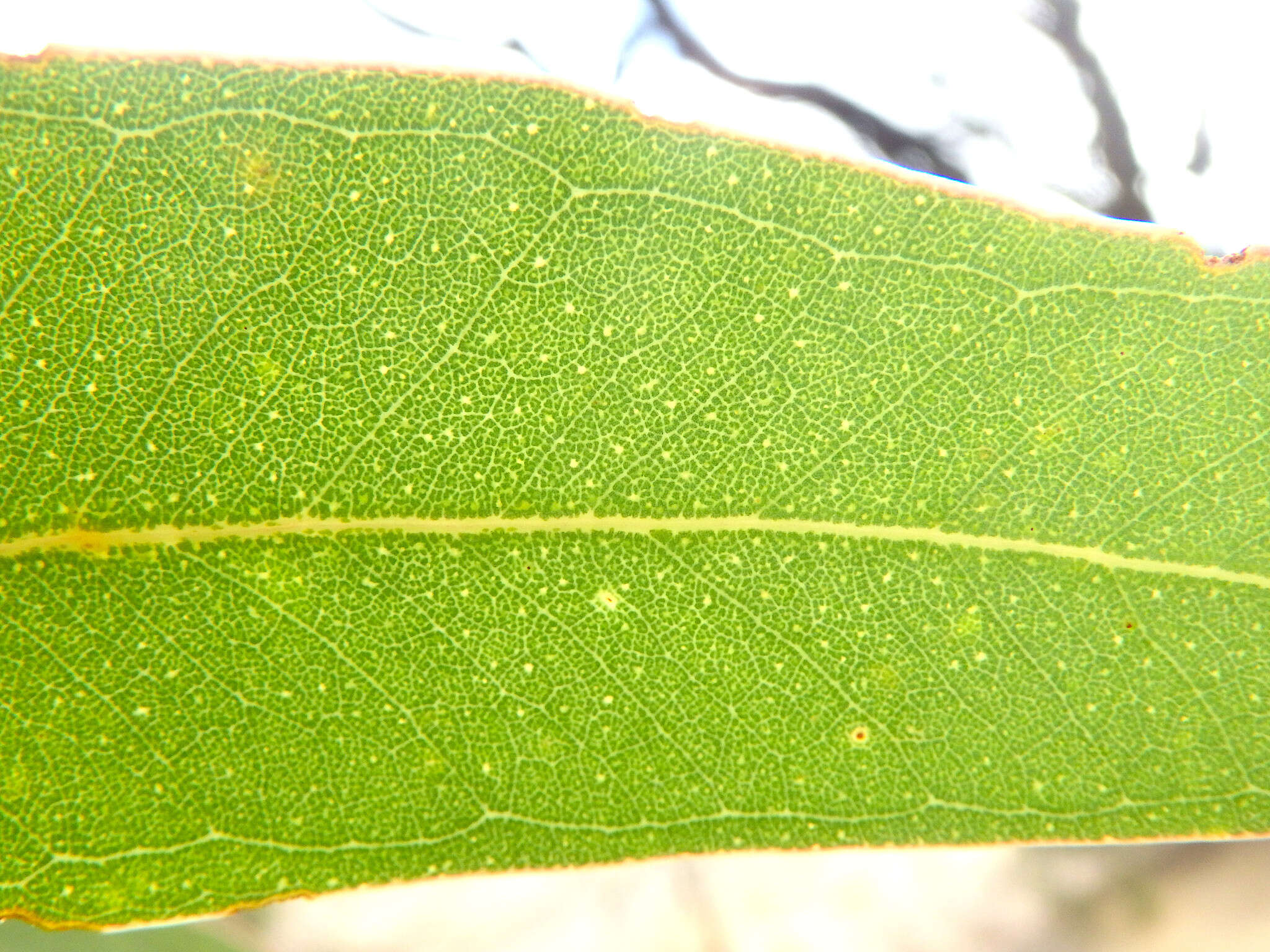 Image of Pink Gum