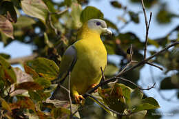 Image of Yellow-footed Green Pigeon