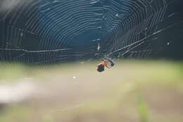 Image of Micrathena glyptogonoides Levi 1985