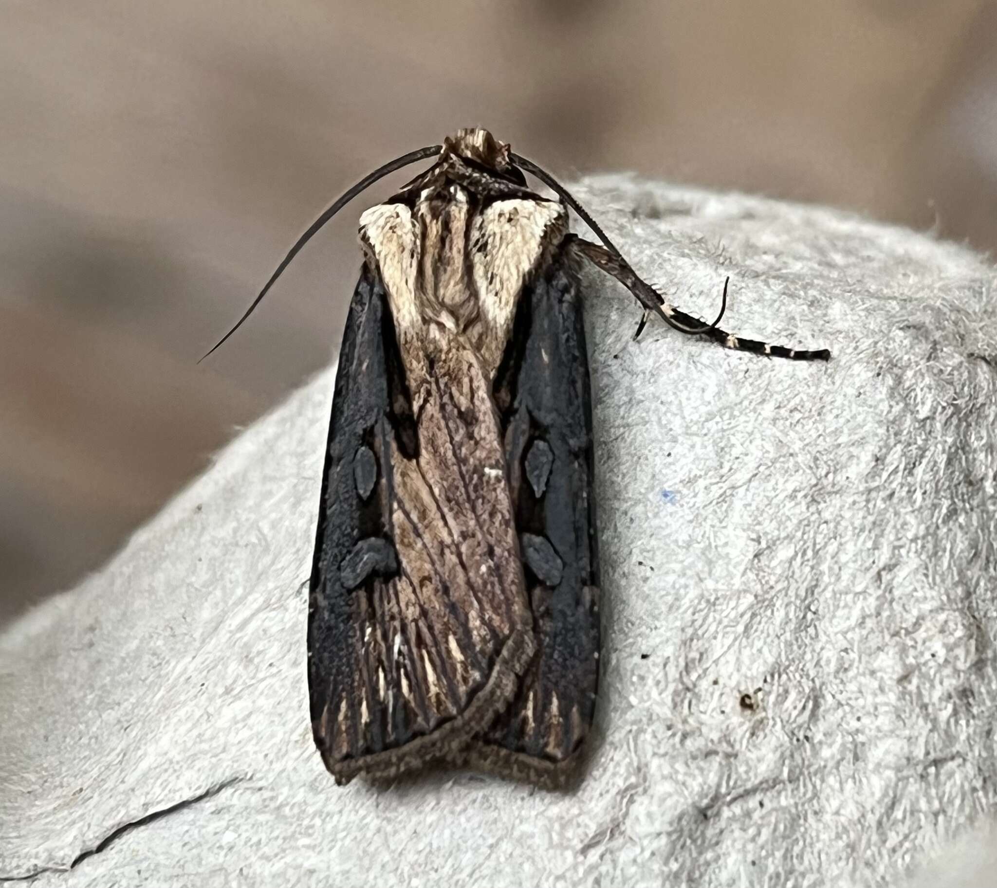 صورة Agrotis volubilis Harvey 1874