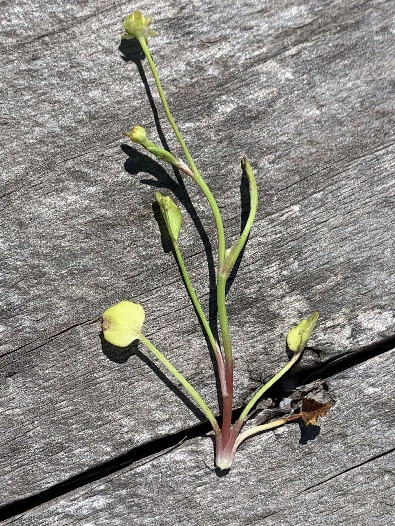 Image de Ranunculus bonariensis subsp. trisepalus (Gill. ex Hook. & Arnott) J. Molero