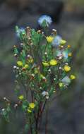 Image of Cleveland's desertdandelion