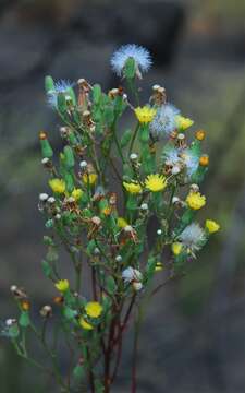 Malacothrix clevelandii A. Gray resmi