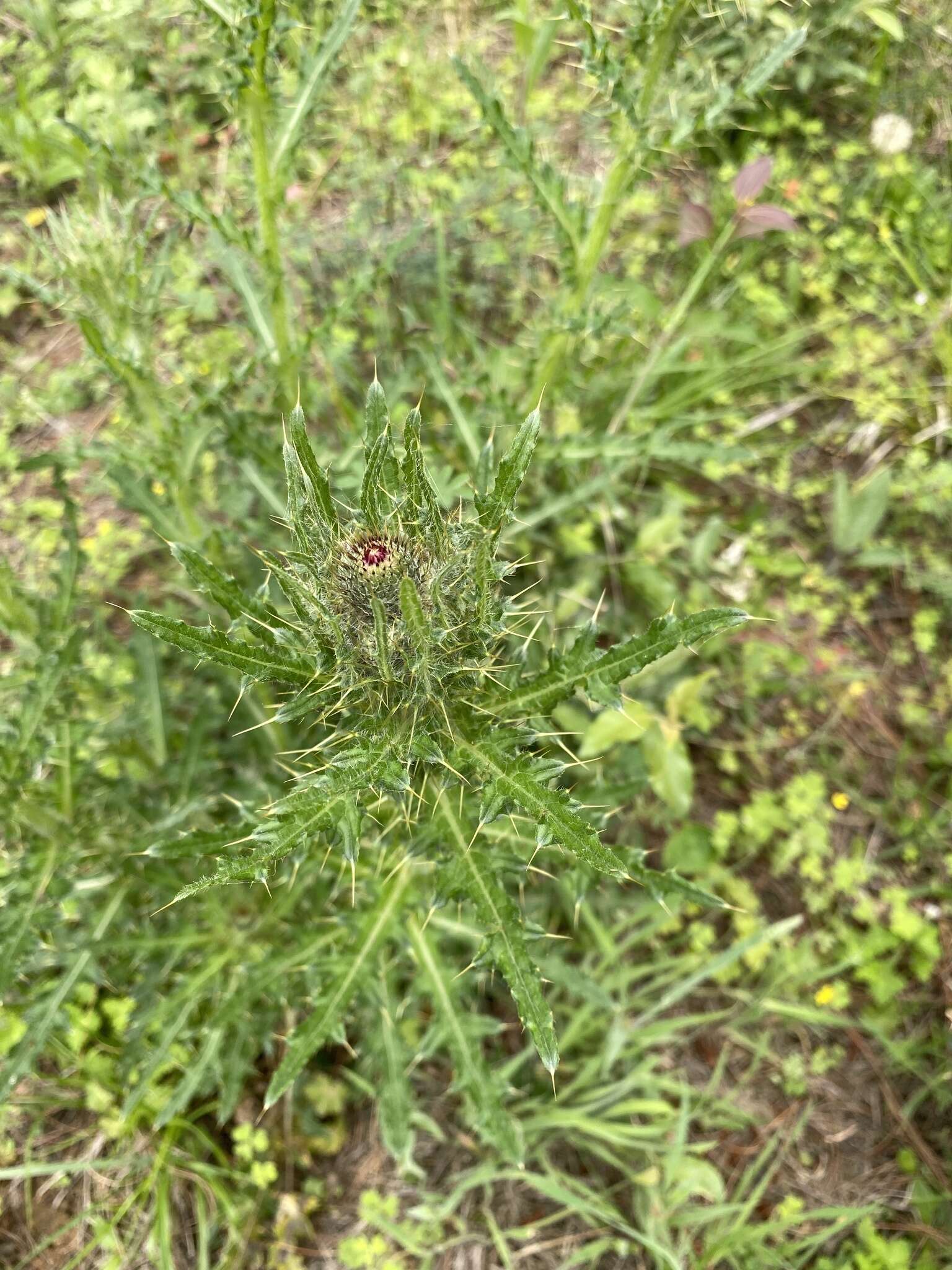 Cirsium falconeri (Hook. fil.) Petr. resmi