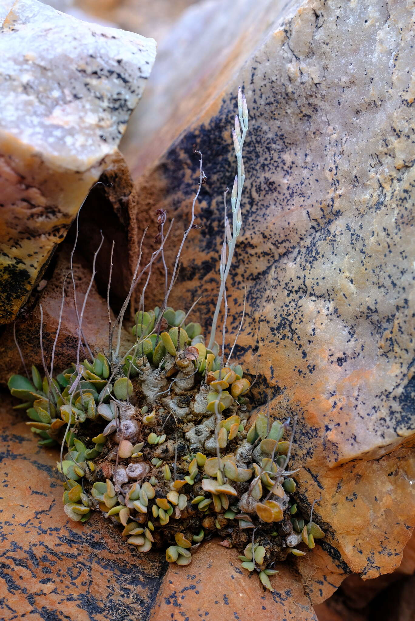 Image of Adromischus diabolicus H. R. Tölken