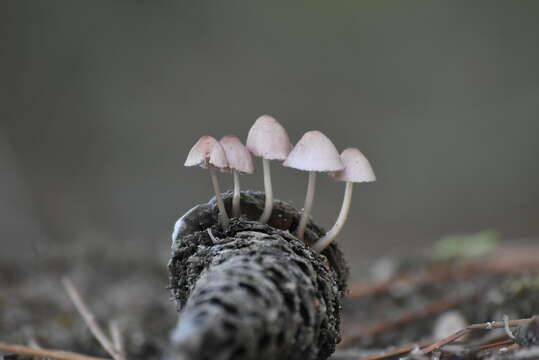 Image of Mycena seynii Quél. 1877