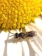 Sivun Hylaeus leptocephalus (Morawitz 1870) kuva