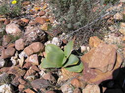 Image of Brunsvigia herrei Leight. ex W. F. Barker
