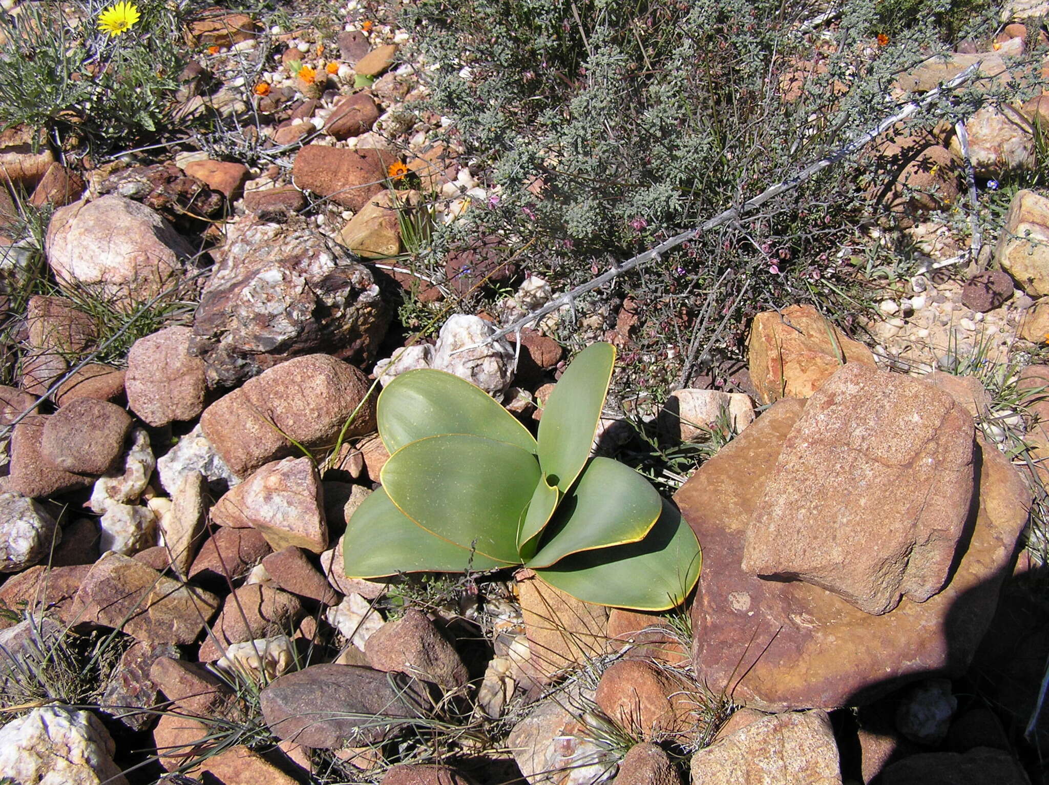 Image de Brunsvigia herrei Leight. ex W. F. Barker