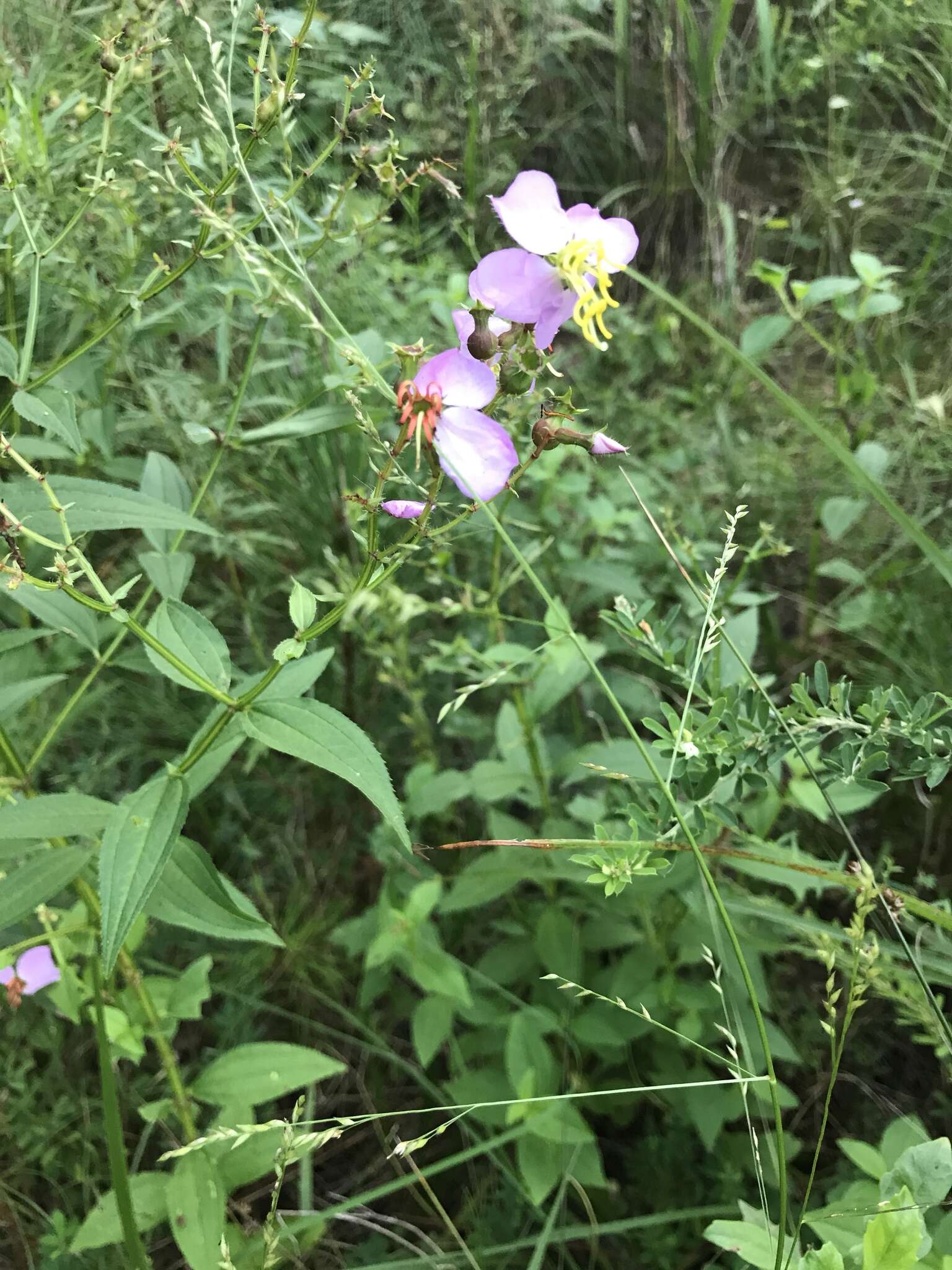 Imagem de Rhexia virginica L.