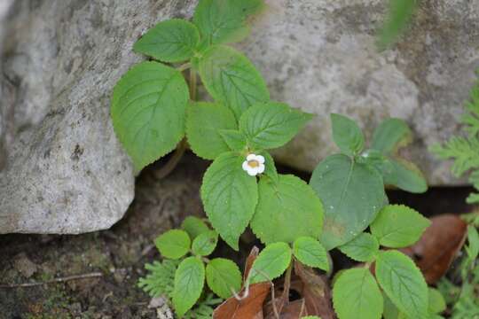 Image of Achimenes misera Lindl.