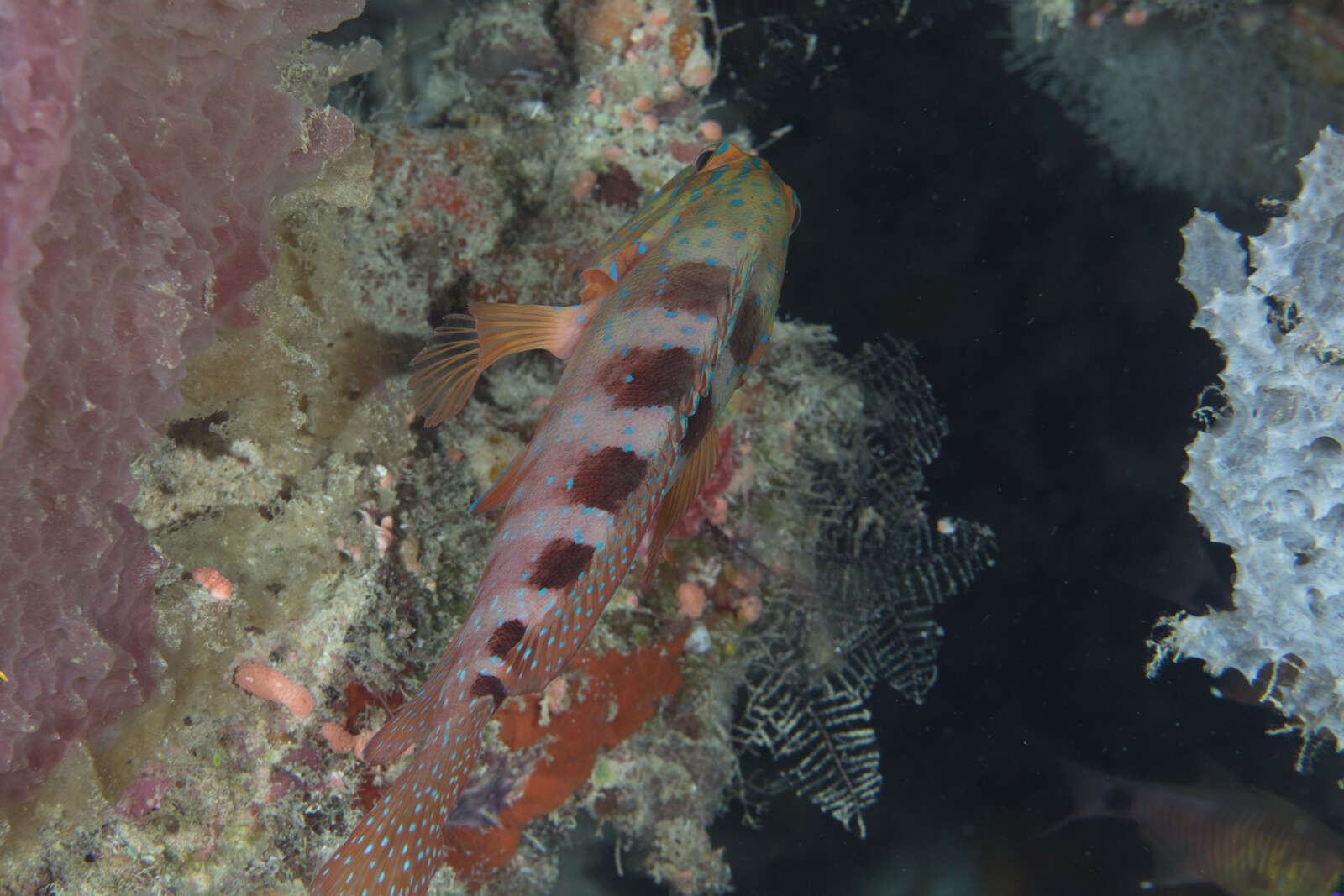 Image of Freckled Rock-cod