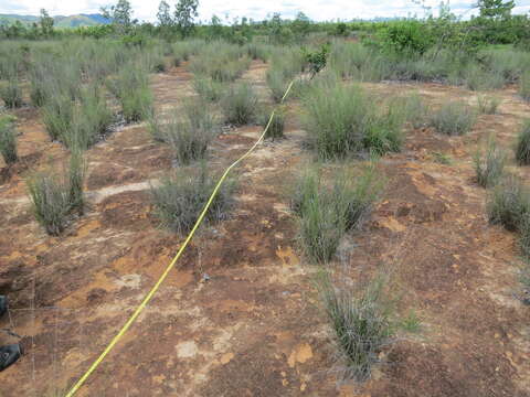 Image of Aristida rufescens Steud.