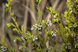 Imagem de Erica margaritacea