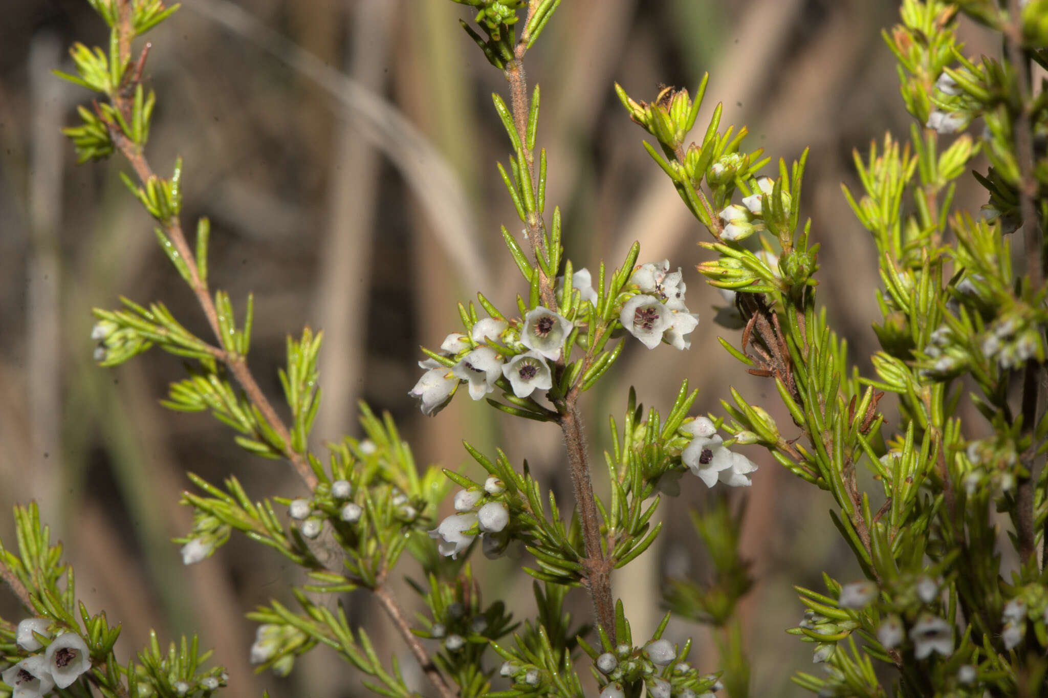 Imagem de Erica margaritacea