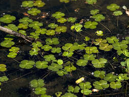 صورة Marsilea quadrifolia L.