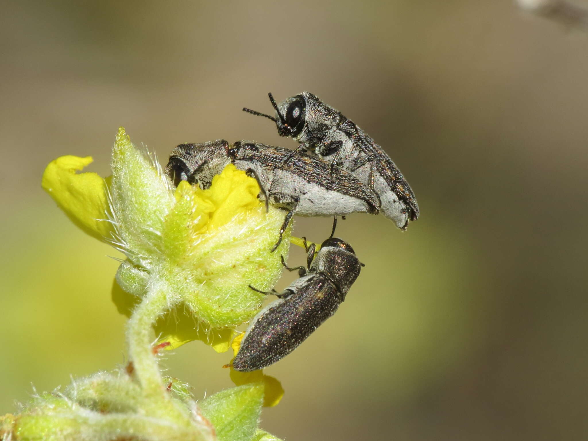 Imagem de Acmaeoderella adspersula (Illiger 1803)