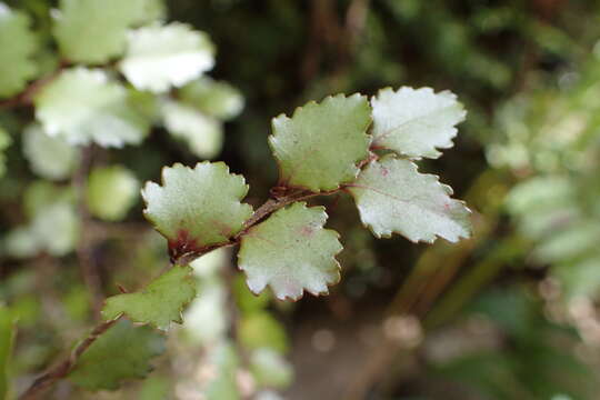 Image de Nothofagus menziesii (Hook. fil.) Oerst.