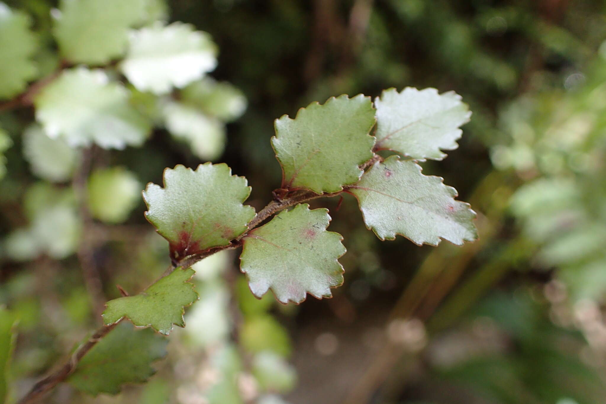 Imagem de Nothofagus menziesii (Hook. fil.) Oerst.