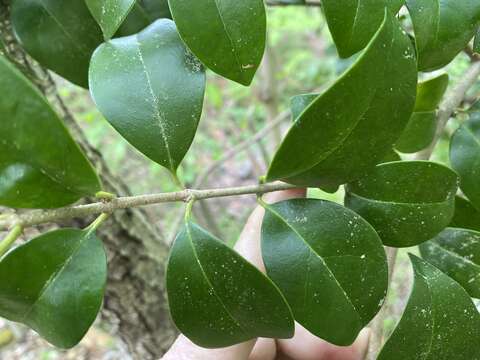 Image of Japanese privet