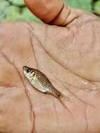 Image of Greenstripe barb