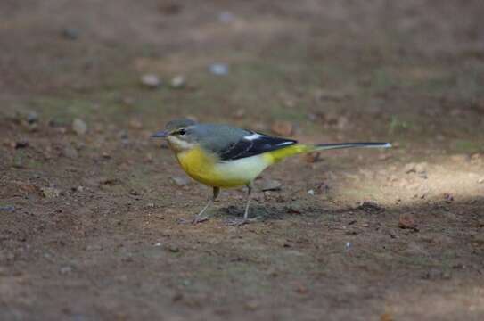 Imagem de Motacilla cinerea cinerea Tunstall 1771