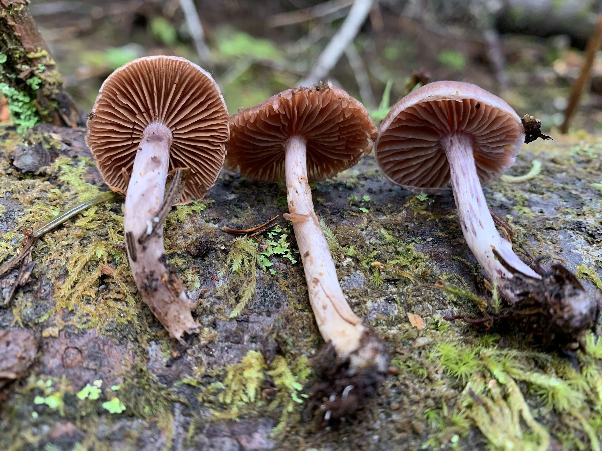 Слика од Cortinarius tortuosus (Fr.) Fr. 1838