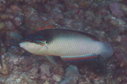 Image of New guinea wrasse