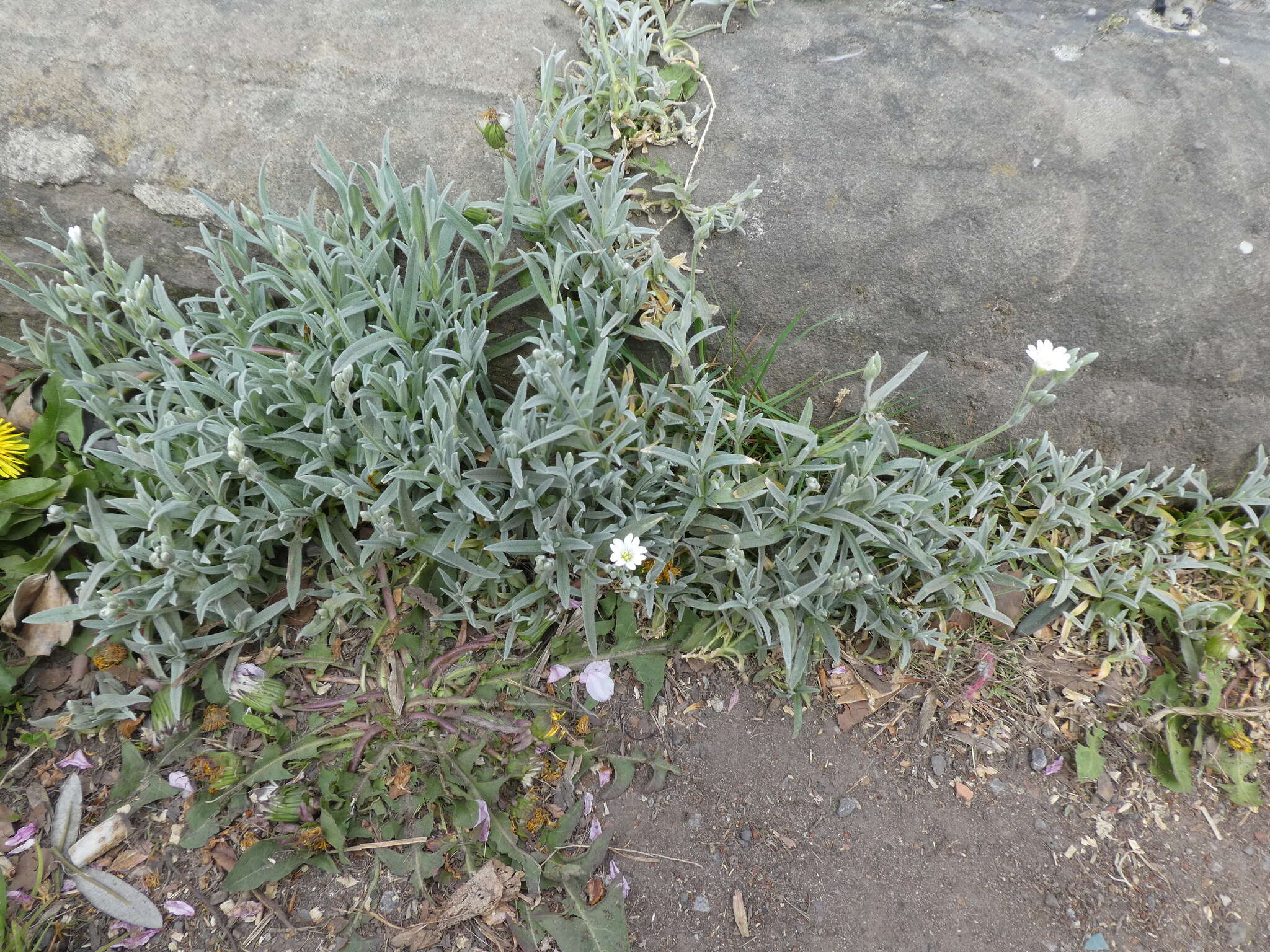 Image of Snow-in-summer