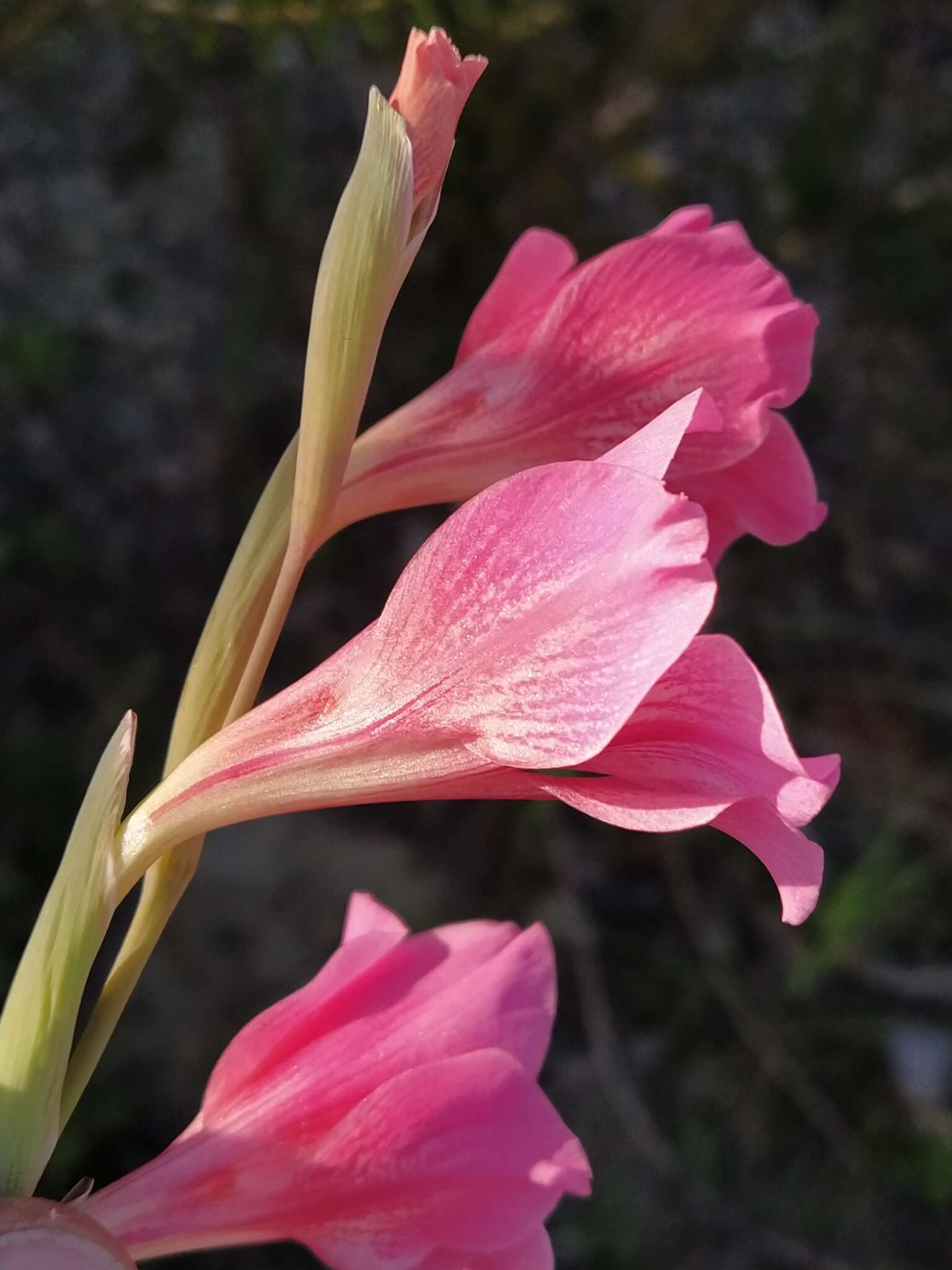 Imagem de Gladiolus caryophyllaceus (Burm. fil.) Poir.