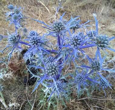 Image of amethyst eryngo