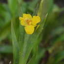Image de Lockhartia longifolia (Lindl.) Schltr.