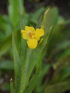 Image of Lockhartia longifolia (Lindl.) Schltr.