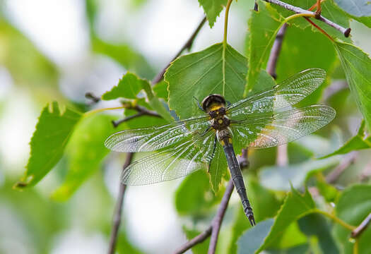 Image of northern emerald